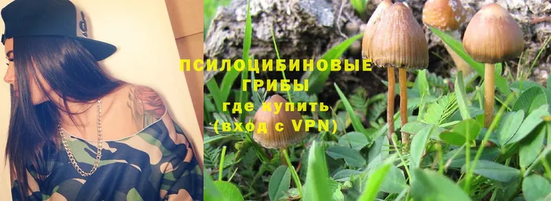 где купить наркотик  Алексин  Псилоцибиновые грибы Psilocybe 